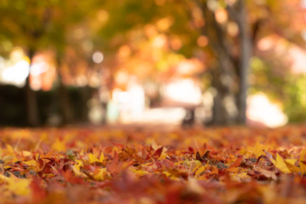 rotes ahornblatt im herbst mit ahornbaum unter sonnenlichtlandschaft. ahornblätter färben sich im herbst gelb, orange, rot. - tree area japanese fall foliage japanese maple autumn stock-fotos und bilder