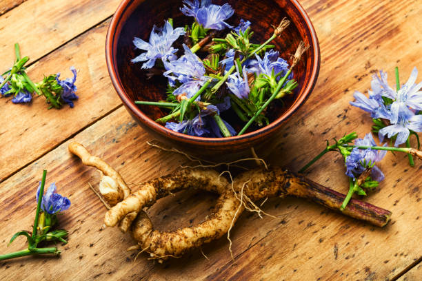Chicory in herbal medicine,homeopathic herbs stock photo