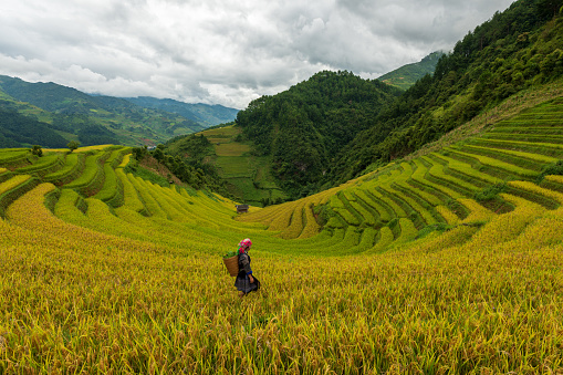 Landscape with green and yellow rice terraced fields and  blue cloudy sky near Mu Cang Chai, Yen Bai province,North-Vietnam