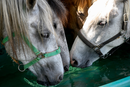 Close-up of horses drinking water