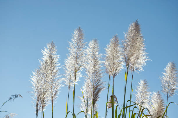 istock Reed swaying in the wind against blue sky in forest 1429564183