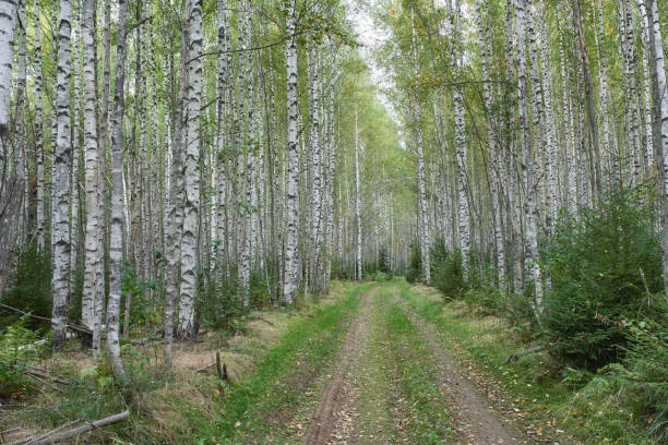 Image of Focus on tree bark with soft hiking trail in lush forest