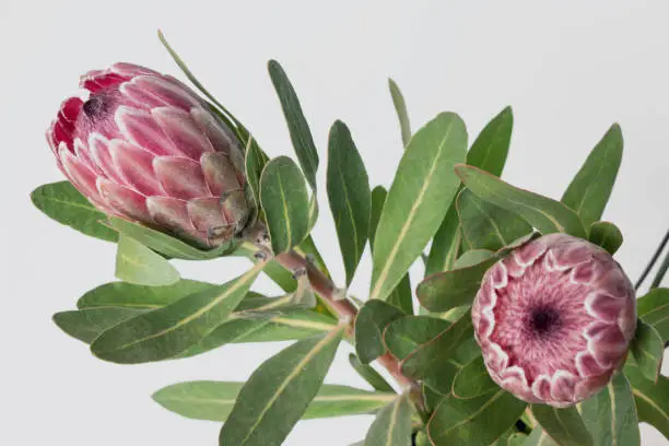 close up of pink protea flower with white background