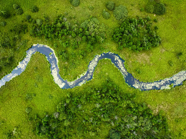 istock Top down view of river and swamps in summer 1429572978