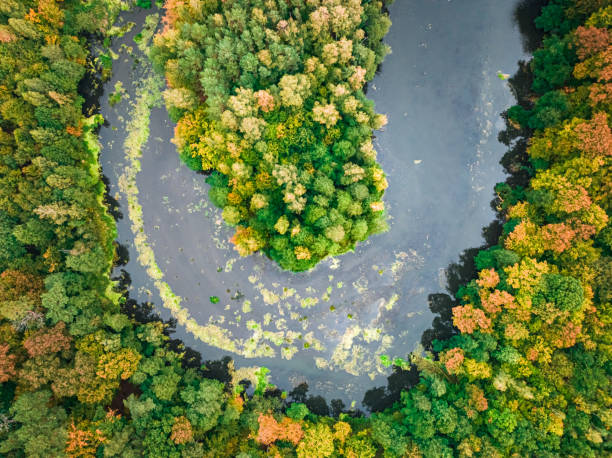 istock Aerial view of river and forest in autumn. 1429572998