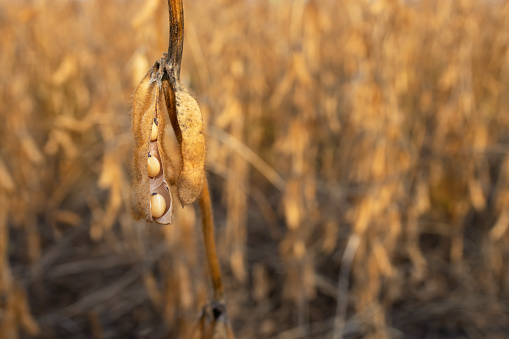 closeup of ripe soybean pods on the agricultural field ready to harvest. Photo with selective focus and copy space