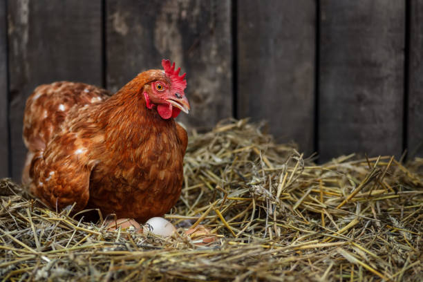 istock brown hen sits on the eggs in hay inside chicken coop 1429573241