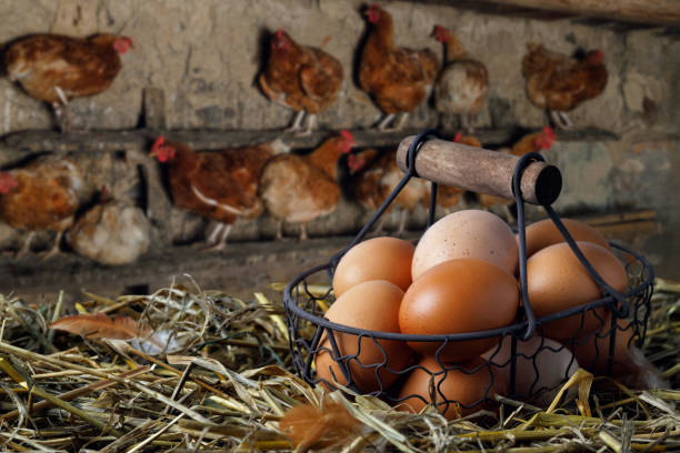 istock eggs in basket on hay and hens in chicken coop 1429573337