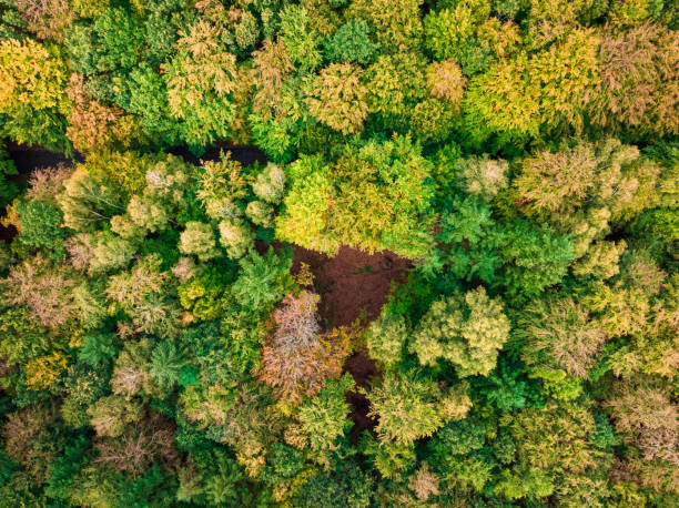 istock Aerial view of forest in autumn, top down view 1429573374