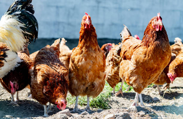 istock Chickens on traditional free range poultry farm 1429574610