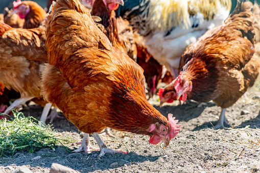 Chickens on traditional free range poultry farm.