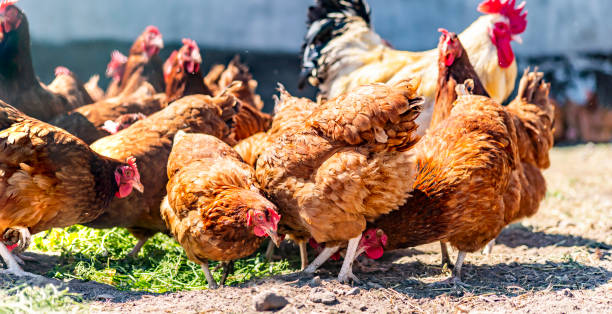 istock Chickens on traditional free range poultry farm 1429574680