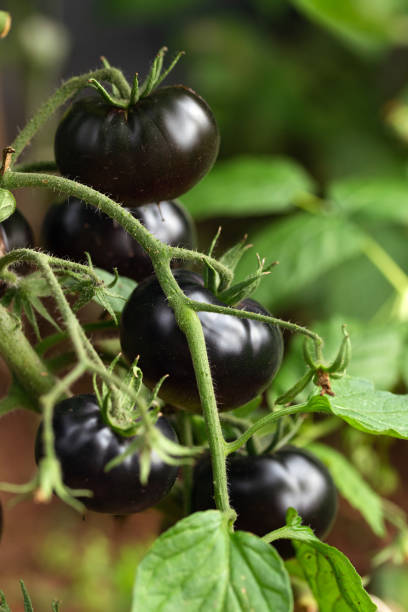 istock Black beauty tomatoes organically growing at vegetable patch, kitchen garden 1429575303