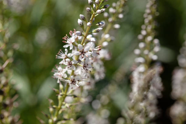 istock Willow-leaved loosestrife, Lysimachia ephemerum 1429576680