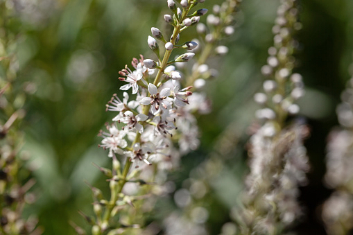 Flowers of a willow-leaved loosestrife, Lysimachia ephemerum