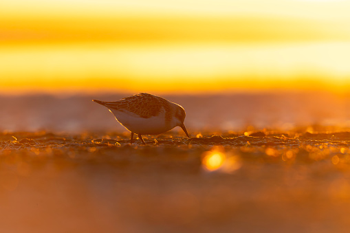 A silhouette of a small shorebird feeding on its stop in Germany during the fall migration of 2022.