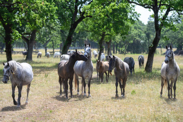 istock Herd of free horses 1429577237