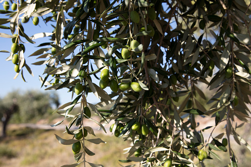 Olives on olive tree branch