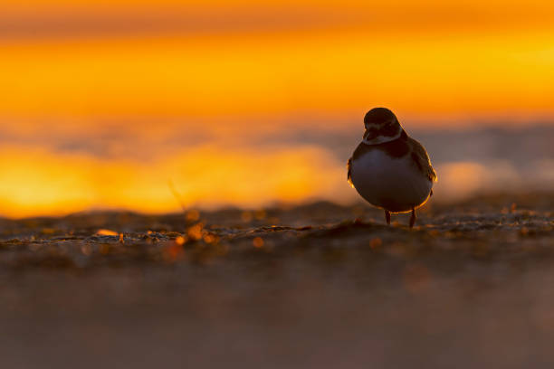 istock A common ringed plover (Charadrius hiaticula) foraging back lit by the rising sun. 1429581498