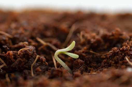 Healthy green young vegetable seedlings or plant shoots having just germinated and rising out of the soil, very shallow depth of field with focus on the seedling in the foreground.