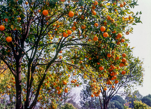 Fruit oranges at Palanpur state Himachal Pradesh India