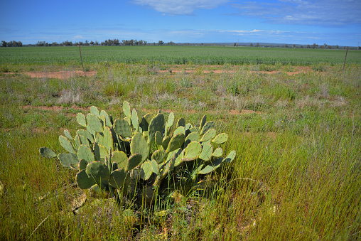 Noxious weed prickly pair in the country