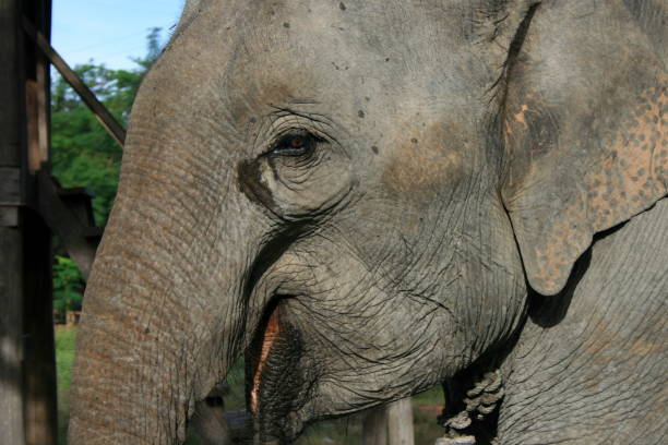 istock Closeup view of a Asian elephant face, Laos 1429586111