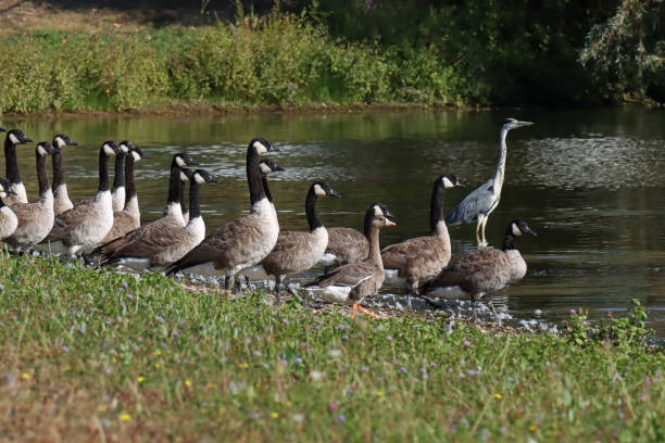 istock Oie rieuse - Greater White-fronted Goose (Anser albifrons) & Bernache du Canada - Canada Goose (Branta canadensis). 1429590957