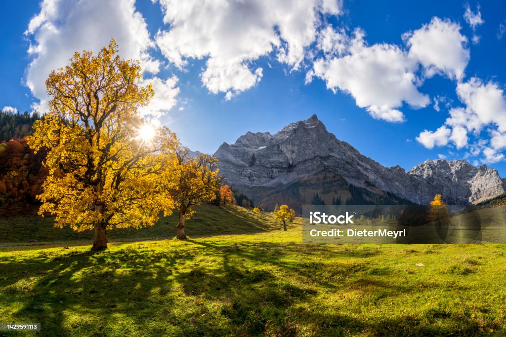 Autumn in Alps, Maple trees at Ahornboden, Karwendel mountains, Tyrol, Austria Austria, Tyrol State - Austria, Autumn, Autumn Leaf Color, Brown Branch - Plant Part Stock Photo