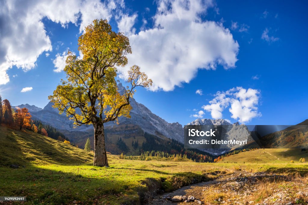 Autumn in Alps, Maple trees at Ahornboden, Karwendel mountains, Tyrol, Austria Austria, Tyrol State - Austria, Autumn, Autumn Leaf Color, Brown Affectionate Stock Photo