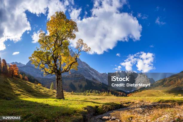 Autumn In Alps Maple Trees At Ahornboden Karwendel Mountains Tyrol Austria Stock Photo - Download Image Now