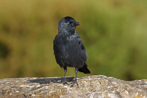 istock Choucas des tours - Western Jackdaw (Coloeus monedula). 1429592710