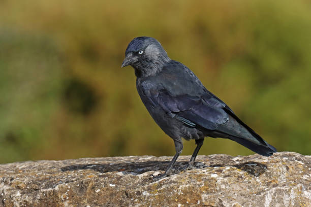 istock Choucas des tours - Western Jackdaw (Coloeus monedula). 1429592716
