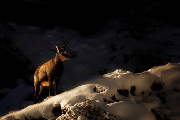 Snow, Chamois - Animal, Animal, Animal Wildlife, Animals In The Wild