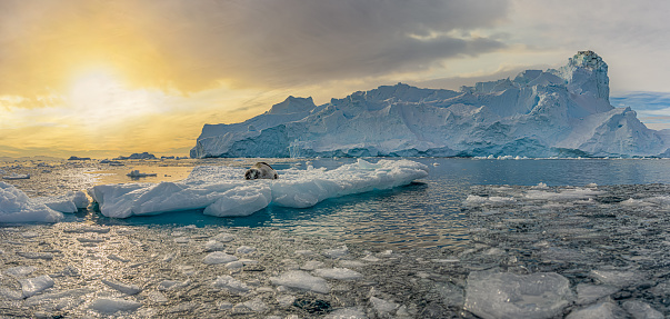 Leopard seal (Hydrurga leptonyx) on an ice floe in Cierva Cove a quiet bay on the Antarctic Peninsula