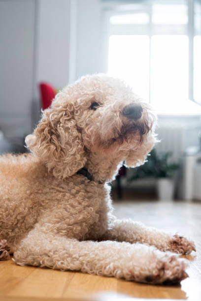 istock Cute dog at home 1429594424