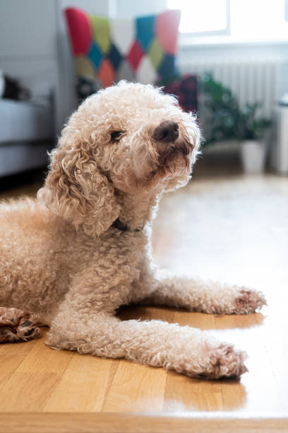istock Cute dog at home 1429594425