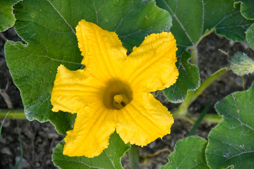 Squash blossom flower and leaves