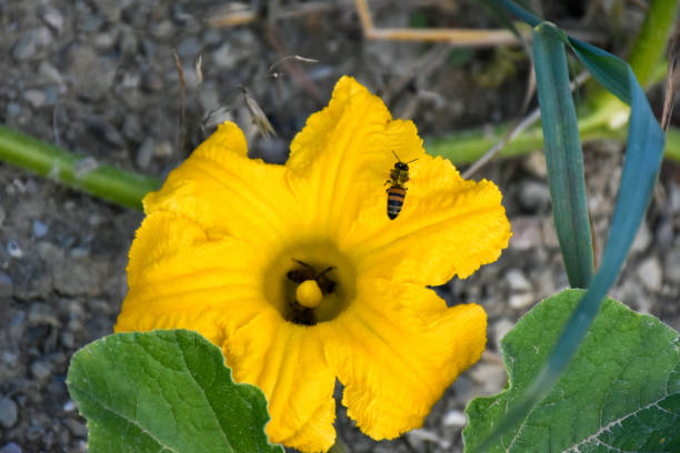 Pumpkin flower.