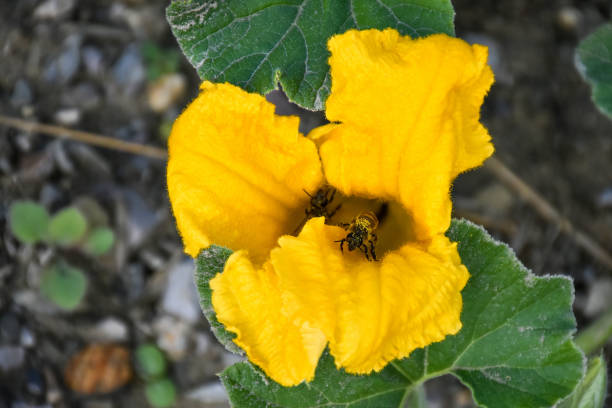 Honey bees in a squash blossom flower