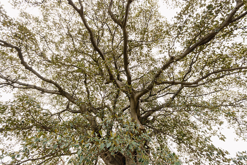 Quercus ilex is an Evergreen Oak Tree and Native to the Mediterranean Region