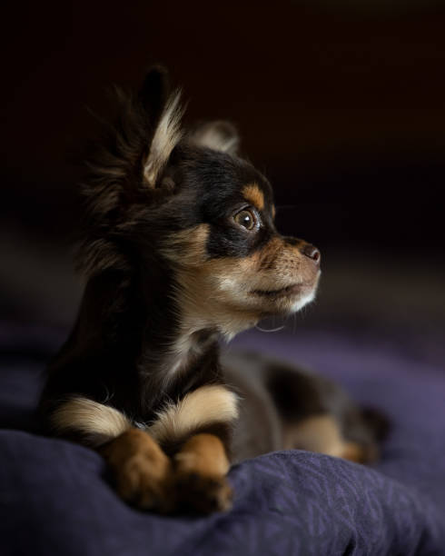 istock Long haired chihuahua puppy 1429597585