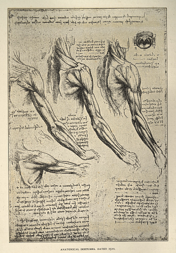 Vintage illustration, Anatomical sketches from Leonardo da Vinci's notebook, arm, shoulder muscles,  Early renaissance art