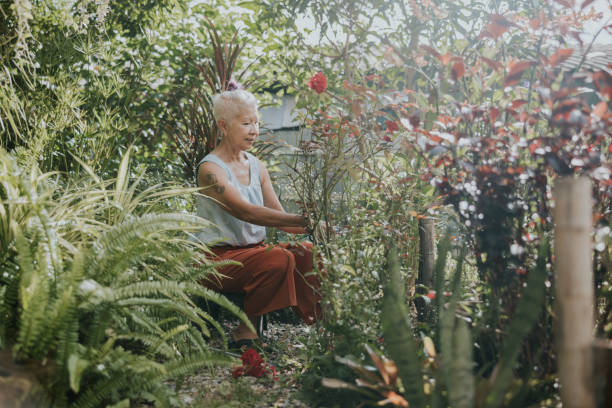 istock Morning routine with gardening, senior woman hobbies 1429599813
