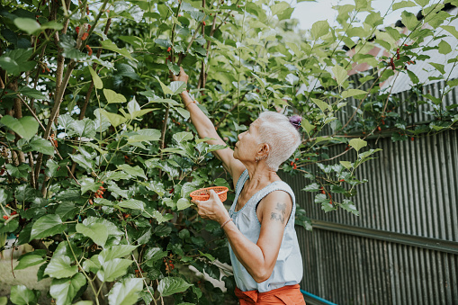 Thai senior woman is harvesting blackberries fruit