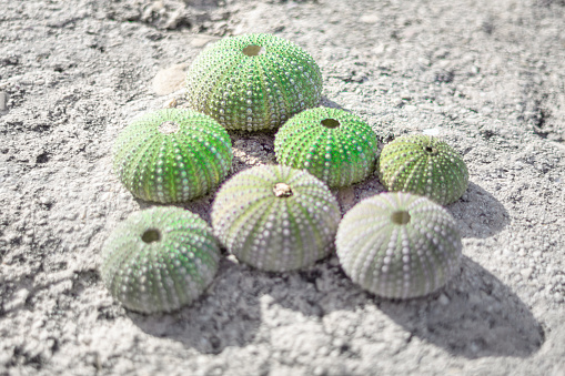 Sea urchin shells . Round green shells , macro image