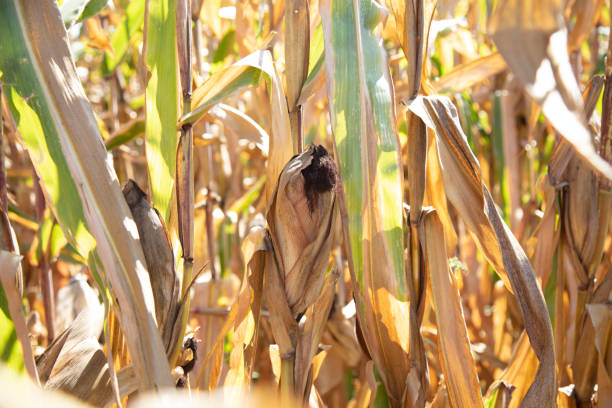 corn plant about to ripen in the field