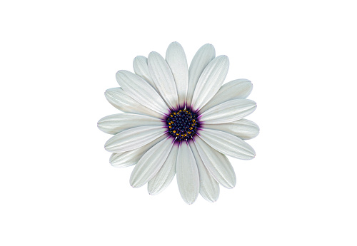 White Cape Marguerite (African Daisy) blossom, isolated on a white background