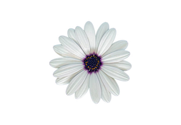 White Cape Marguerite (African Daisy) blossom, isolated on white background stock photo
