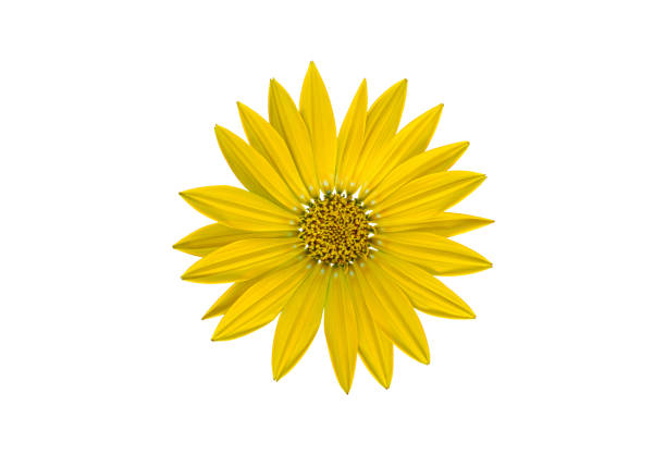 Yellow Treasure Flower blossom, isolated on a white background
